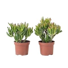 Plant box arbre d'occasion  Livré partout en France
