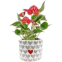 Costa farms anthurium for sale  Delivered anywhere in USA 