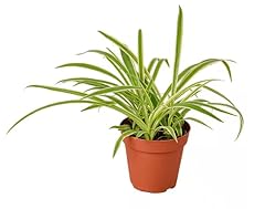 Generic spider plant for sale  Delivered anywhere in USA 