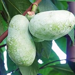 Big pawpaw trees for sale  Delivered anywhere in USA 