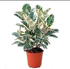 Variegated rubber plant for sale  Delivered anywhere in USA 