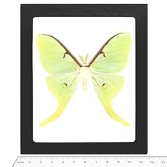 Bicbugs actias luna for sale  Delivered anywhere in USA 