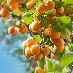 Hardy apricot tree for sale  Delivered anywhere in USA 