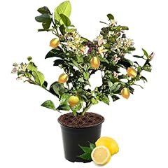 Dwarf meyer lemon for sale  Delivered anywhere in USA 