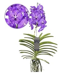 Plant box vanda usato  Spedito ovunque in Italia 