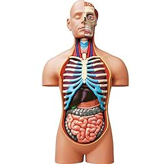 Explora torso anatomia usato  Spedito ovunque in Italia 