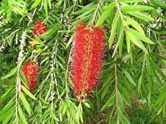 Bottle brush plant for sale  Delivered anywhere in USA 