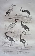 Gravure oiseaux buffon. d'occasion  Livré partout en France