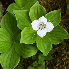 Chuxay garden seeds for sale  Delivered anywhere in USA 