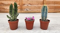 Cactus cacti mix for sale  Delivered anywhere in UK