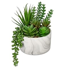 Assorted succulents plants for sale  Delivered anywhere in USA 