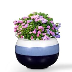 Bluelf african violet for sale  Delivered anywhere in USA 