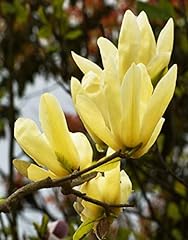 Yellow Magnolia Denudata Flower Seeds 5pcs Organic for sale  Delivered anywhere in Canada