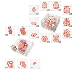 Anatomic brain heart for sale  Delivered anywhere in USA 