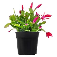 Christmas cactus thanksgiving for sale  Delivered anywhere in USA 