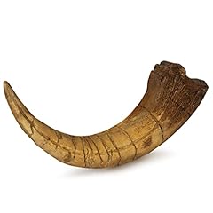 Fossilized teeth claws for sale  Delivered anywhere in USA 