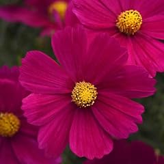 Perfect plants cosmos for sale  Delivered anywhere in UK