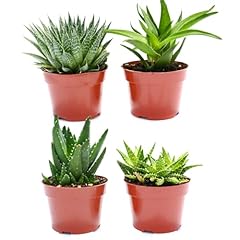 Live aloe succulents for sale  Delivered anywhere in USA 