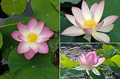 Lotus nelumbo nucifera for sale  Delivered anywhere in UK