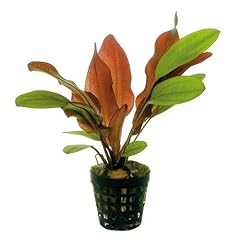 Potted live aquarium for sale  Delivered anywhere in USA 
