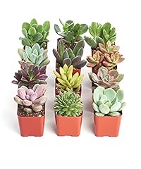Shop succulents unique for sale  Delivered anywhere in USA 