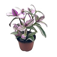 Bubbleblooms pink tradescantia for sale  Delivered anywhere in USA 