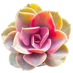 Echeveria rainbow variegated for sale  Delivered anywhere in USA 