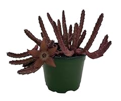 Hot chocolate succulent for sale  Delivered anywhere in USA 