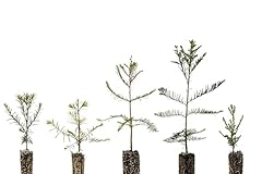 Redwoods collection 5 for sale  Delivered anywhere in USA 