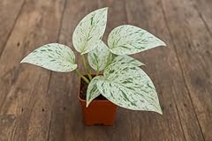 Snow queen pothos for sale  Delivered anywhere in USA 