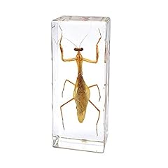 Esposizione insetti campione usato  Spedito ovunque in Italia 