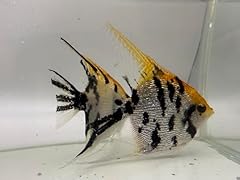 Freshwater angelfish live for sale  Delivered anywhere in USA 