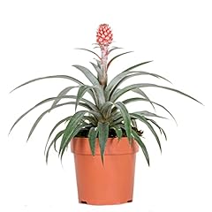 Ananas comosus rosita d'occasion  Livré partout en France