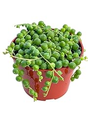 Live succulent succulents for sale  Delivered anywhere in USA 