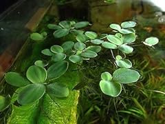 Dwarf water lettuce for sale  Delivered anywhere in USA 
