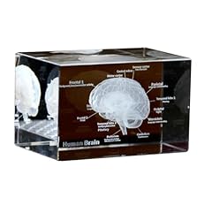 Set modelli anatomici usato  Spedito ovunque in Italia 