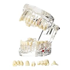 Dentalmall dental oral for sale  Delivered anywhere in USA 