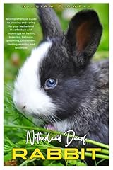Netherland dwarf rabbit for sale  Delivered anywhere in UK