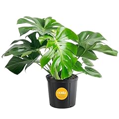 Costa farms monstera for sale  Delivered anywhere in USA 