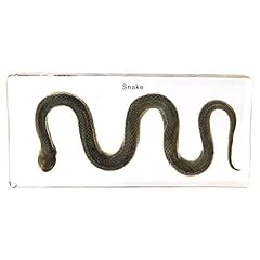 Animal snake specimen for sale  Delivered anywhere in UK