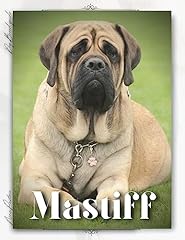 Mastiff dog breed for sale  Delivered anywhere in UK