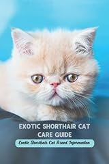 Exotic shorthair cat for sale  Delivered anywhere in UK