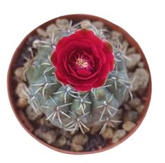 Cactus gymnocalycium baldianum usato  Spedito ovunque in Italia 
