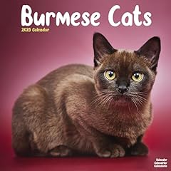 Cats burmese 2025 for sale  Delivered anywhere in UK