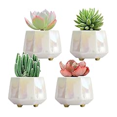 Yqslysf inch succulent for sale  Delivered anywhere in USA 