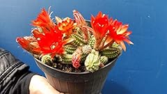 Echinopsis chamaecereus chamae usato  Spedito ovunque in Italia 