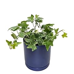 Easy grow ivy for sale  Delivered anywhere in USA 