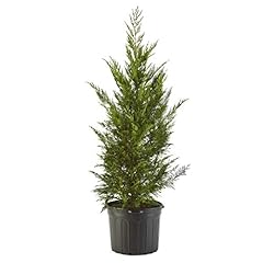 2.25 gallon cypress for sale  Delivered anywhere in USA 