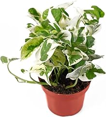 Live tropical pothos for sale  Delivered anywhere in USA 