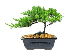 Eve garden japanese for sale  Delivered anywhere in USA 